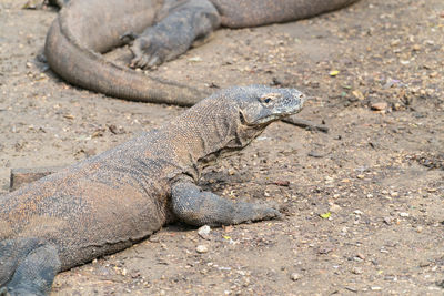 Close-up of lizard on ground