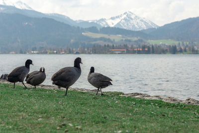 Ducks in a lake