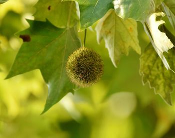 Close-up of fruit growing on plant