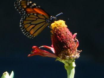 Close-up of butterfly pollinating on flower