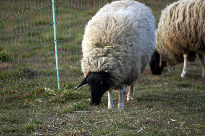 Sheep in a field