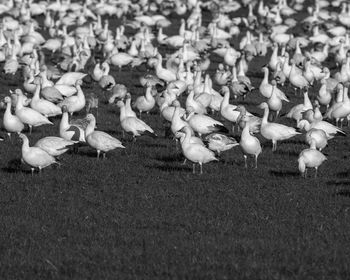 Flock of birds