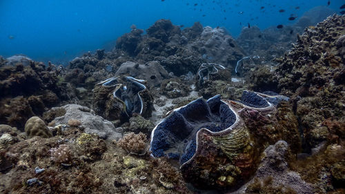 High angle view of fish swimming in sea