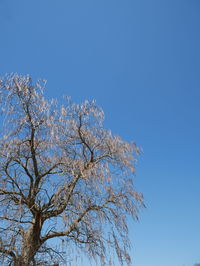 Low angle view of bare tree against clear blue sky