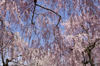 Low angle view of pink flowering tree