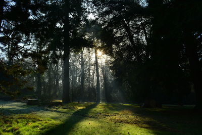 Trees in park