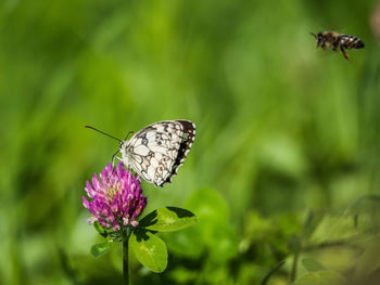 Close-up of butterfly pollinating on purple flower