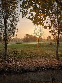 Trees on field against sky during sunset