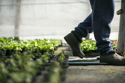 Man walking in greenhouse