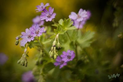 Close-up of bee on purple flowers