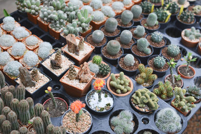 High angle view of potted cactus plants at market for sale