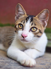 Close-up portrait of a cat