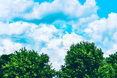 Low angle view of trees against sky