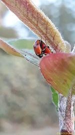 Close-up of ladybug on leaf