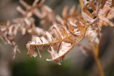 Close-up of autumn leaves on branch