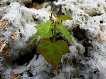 Close-up of leaves on water