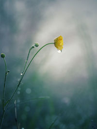 Close-up of wet yellow flowering plant