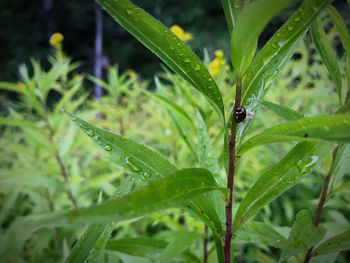 Close-up of raindrops on leaf