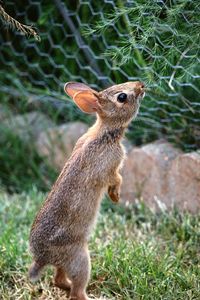 Side view of rabbit