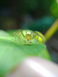 Close-up of insect on leaf