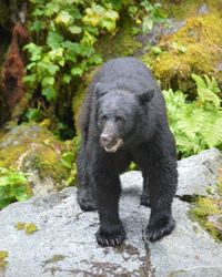 Close-up of sheep on rock