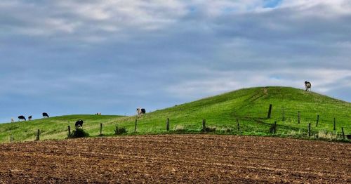 Scenic view of agricultural field against sky