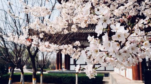 White apple blossoms in spring