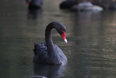 black swan