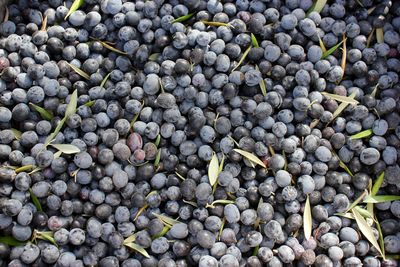 Full frame shot of grapes for sale at market stall