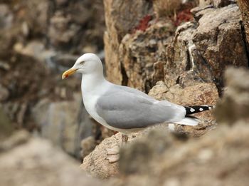 Close-up of seagull perching on rock