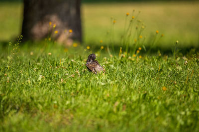 Bird perching on grass in field