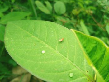 Close-up of wet leaves