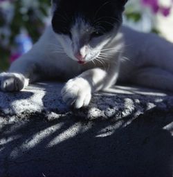 Close-up of cat