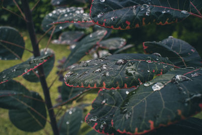 Close-up of raindrops on leaves