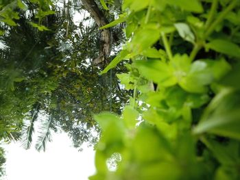 Close-up of leaves on tree