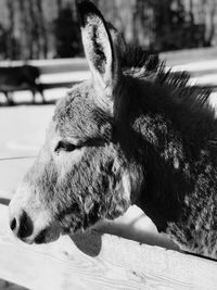 Close-up of a rabbit looking away
