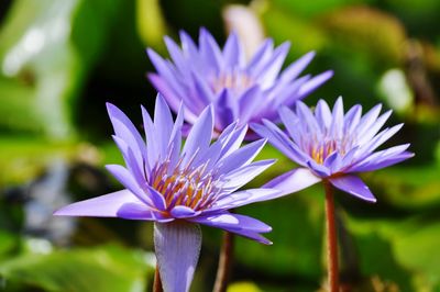 Close-up of purple flower