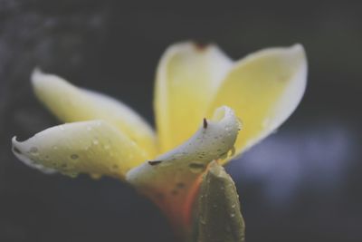 Close-up of yellow flower against black background