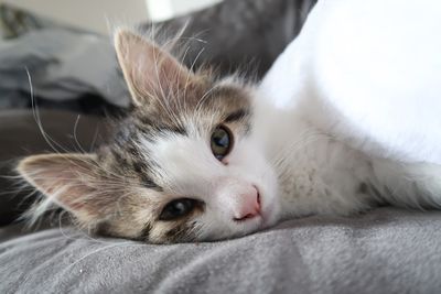 Close-up portrait of cat relaxing on bed