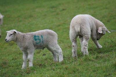 Sheep in a field