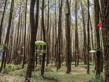 View of bamboo trees in forest
