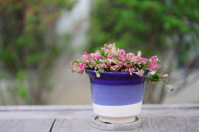 Close-up of pink flower pot on table