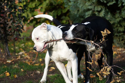 View of two dogs on field