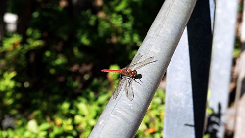 Close-up of insect on tree trunk
