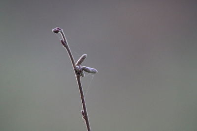 Close-up of dry plant