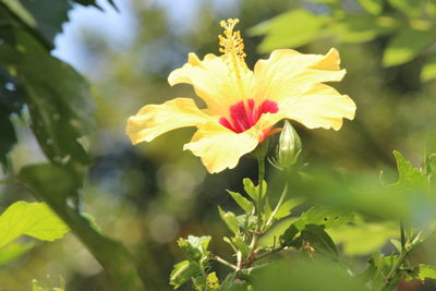 Close-up of yellow flower