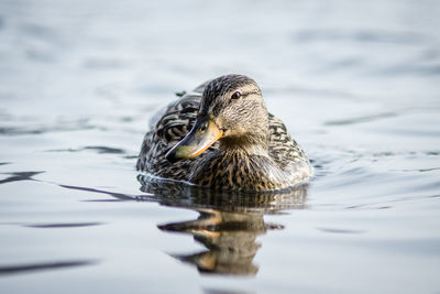 Close-up of duck swimming in lake