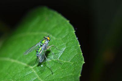 Close-up of fly on leaf