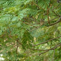 Close-up of pine tree