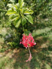 Close-up of red flowering plant